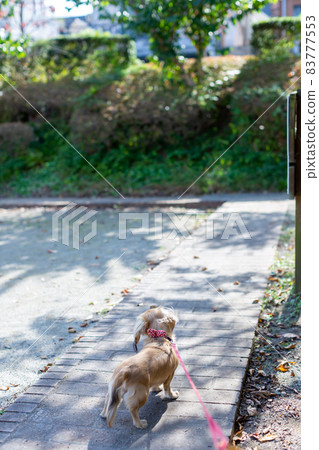 Dachshund taking a walk in the park 83777553