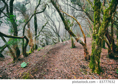 Mysterious Ancient forest background with fog and lush moss on trees. Tropical wilderness nature landscape. Europe travel. 83777632