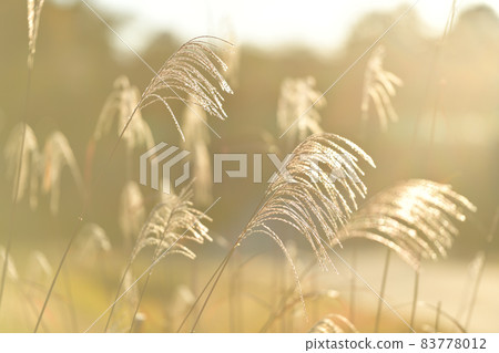 北斗市白州町,日本蒲葦的耳朵在陽光下閃閃發光 北斗市白州町,日本蒲葦的耳朵在陽光下閃閃發光 83778012
