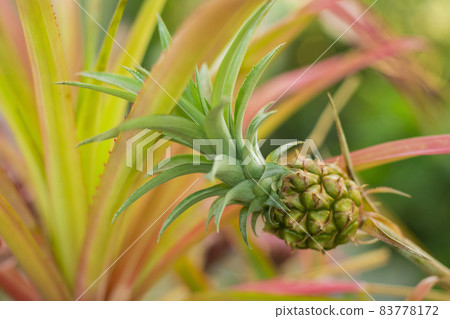 pineapple pineapple 83778172