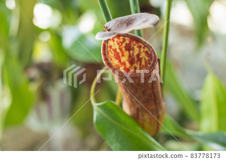 Carnivorous plant 83778173