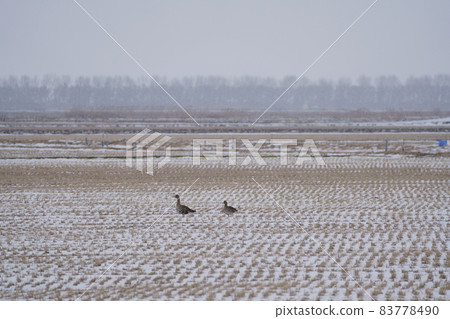 A goose standing in the snow, a goose looking for food 83778490