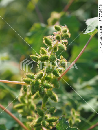 蒼耳 蒼耳 83778606