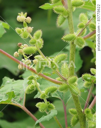 Cocklebur 83778622