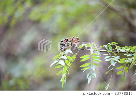 Fruit of Inuzansho (Inu Sansho) Fruit of Inuzansho (Inu Sansho) 83778815