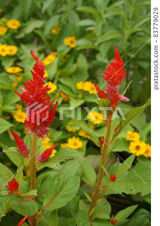 Spring flower bed Spring flower bed 83779029