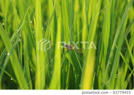 夏天的蜻蜓和蜻蜓 夏天的蜻蜓和蜻蜓 83779455