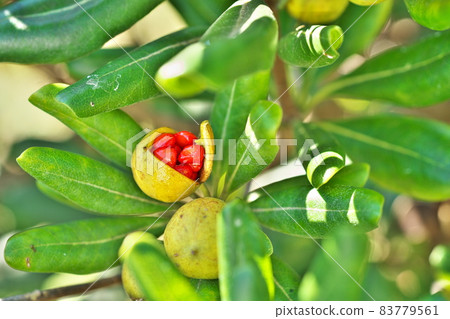 Broken Tobera fruit (autumn) Broken Tobera fruit (autumn) 83779561