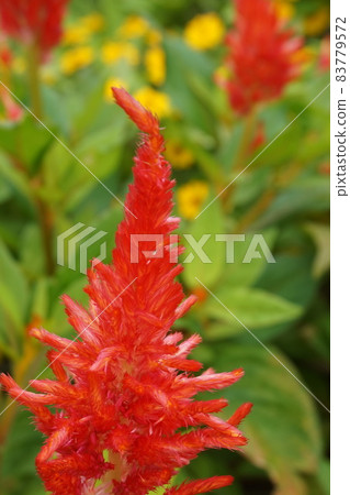 Spring flower bed 83779572
