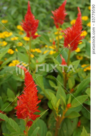 Spring flower bed Spring flower bed 83779590