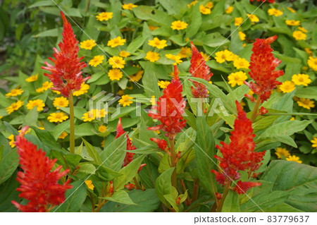 Spring flower bed Spring flower bed 83779637