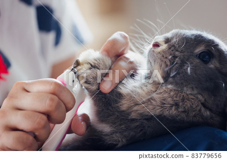 Owner trimming nails of her pet cute rabbit. Domestic rabbit lying down on owner lap to get cut finger nail with special scissors for pet care. Take care pets and animals concept. Owner trimming nails of her pet cute rabbit. Domestic rabbit lying down on owner lap to get cut finger nail with special scissors for pet care. Take care pets and animals concept. 83779656