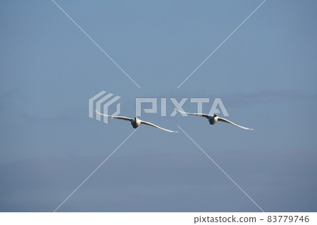 斯旺天鵝 83779746