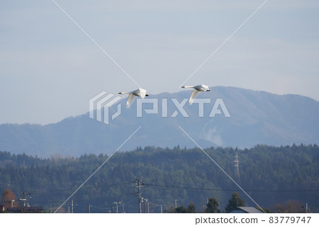 天鵝沿著山脊飛翔 天鵝沿著山脊飛翔 83779747