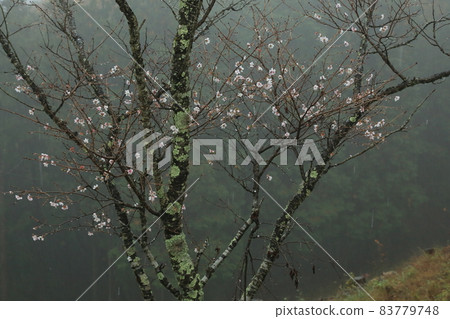 冬天櫻花樹 冬天櫻花樹 83779748