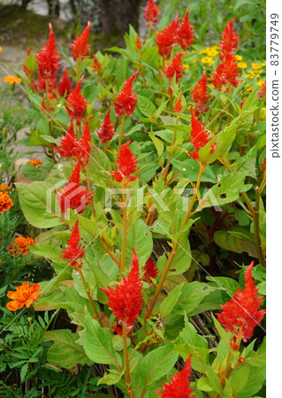 春天的花壇 83779749