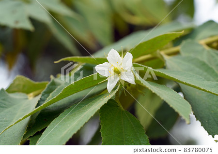 Close up Coffee plum flower or Indian cherry. 83780075