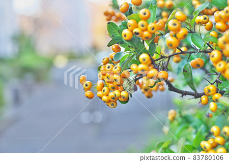 黃色火棘果（秋季） 83780106