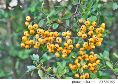 Yellow Pirakan Sans Fruit Yellow Pirakan Sans Fruit 83780109