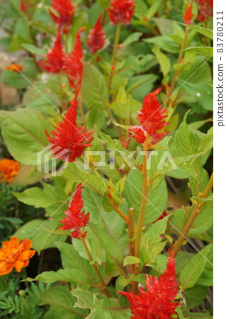 Spring flower bed Spring flower bed 83780211