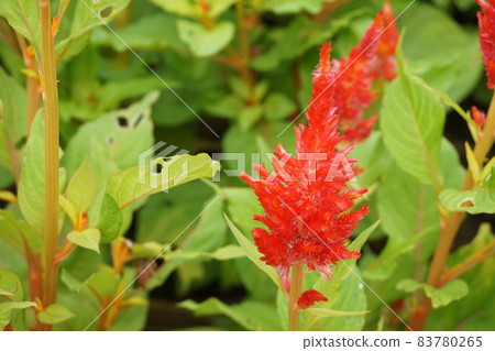 Spring flower bed Spring flower bed 83780265