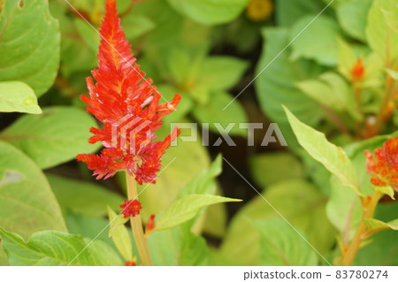Spring flower bed Spring flower bed 83780274