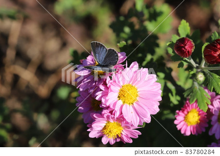 Yamato Shijimi sucking the nectar of the pink flowers of the spray chrysanthemum that blooms in the autumn garden Yamato Shijimi sucking the nectar of the pink flowers of the spray chrysanthemum that blooms in the autumn garden 83780284