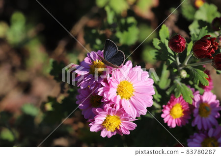 Yamato Shijimi sucking the nectar of the pink flowers of the spray chrysanthemum that blooms in the autumn garden Yamato Shijimi sucking the nectar of the pink flowers of the spray chrysanthemum that blooms in the autumn garden 83780287