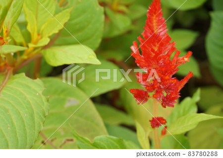 Spring flower bed Spring flower bed 83780288