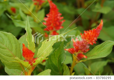 Spring flower bed Spring flower bed 83780295