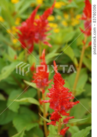 春天的花壇 83780306