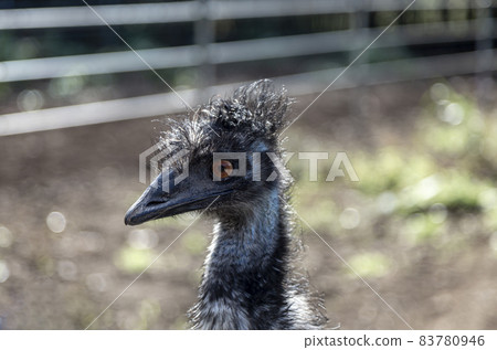 Emu's face featuring a red iris 83780946