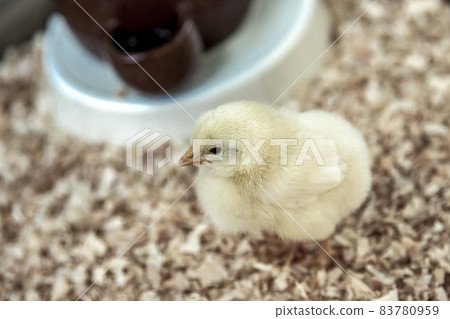 喝完水潤喉的小雞 83780959