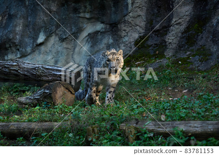 Snow leopard Snow leopard 83781153