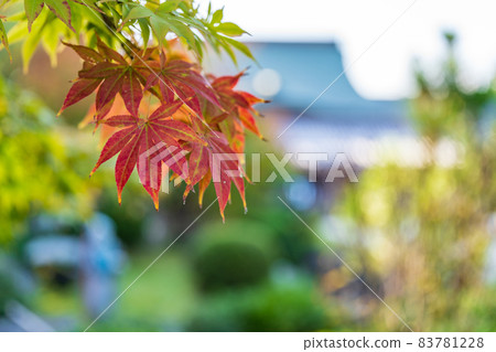[No. 6 Fudasho] Autumn leaves at Anrakuji Temple [88 places in Shikoku] 83781228