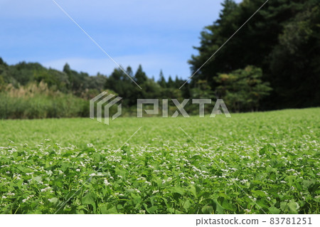 Soba field (Shichikashuku Town, Miyagi Prefecture) Soba field (Shichikashuku Town, Miyagi Prefecture) 83781251