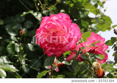Moist red rose Red rose Moist red rose Red rose 83781384