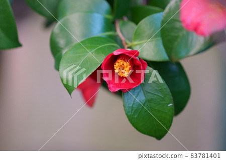 山茶花 山茶花 83781401