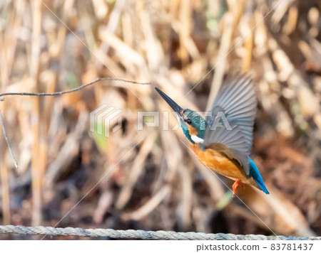 Flying kingfisher in winter Flying kingfisher in winter 83781437