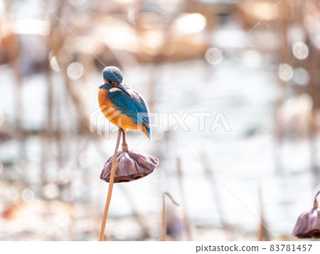 冬天翠鳥和蓮花觸手 冬天翠鳥和蓮花觸手 83781457