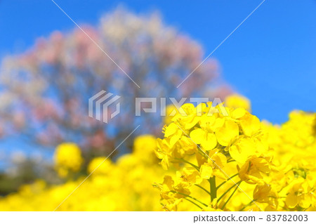 Rape blossoms 83782003