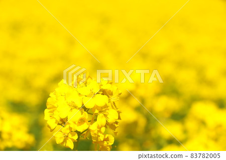 Rape blossoms 83782005