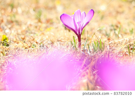 Crocus Crocus 83782010