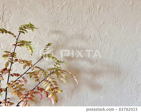 Autumn leaves of Japanese pepper tree against the background of diatomaceous earth wall Autumn leaves of Japanese pepper tree against the background of diatomaceous earth wall 83782015