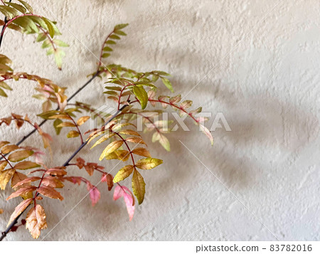 Autumn leaves of Japanese pepper tree against the background of diatomaceous earth wall Autumn leaves of Japanese pepper tree against the background of diatomaceous earth wall 83782016