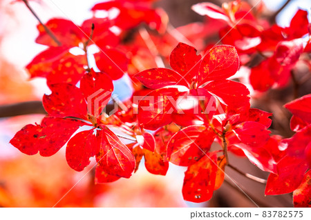 《Nagano Prefecture》 Autumn leaves and autumn Tsugaike Natural Garden 83782575