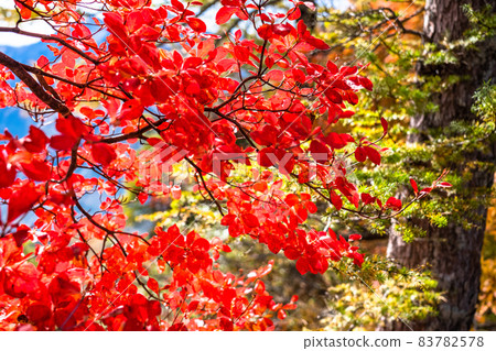 《長野縣》紅葉秋日菅池自然庭園 《長野縣》紅葉秋日菅池自然庭園 83782578