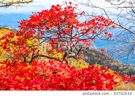 《長野縣》紅葉秋日菅池自然庭園 83782610