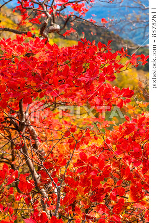 《長野縣》紅葉秋日菅池自然庭園 《長野縣》紅葉秋日菅池自然庭園 83782611