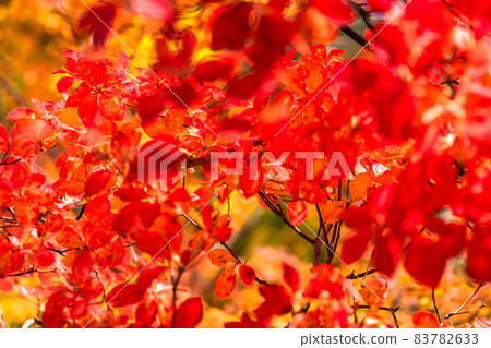 《長野縣》紅葉秋日菅池自然庭園 《長野縣》紅葉秋日菅池自然庭園 83782633